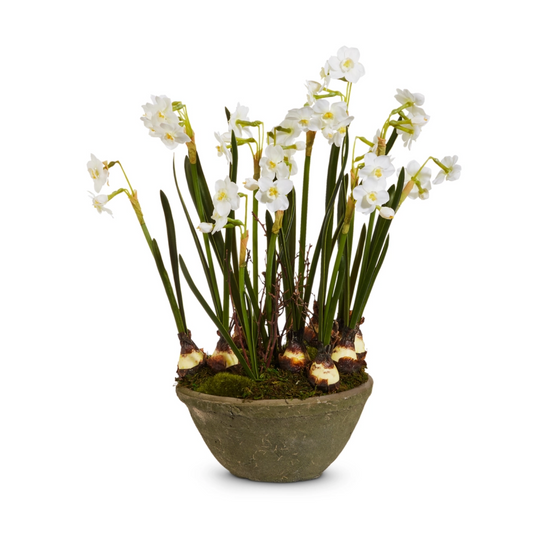 15" Potted Paperwhites