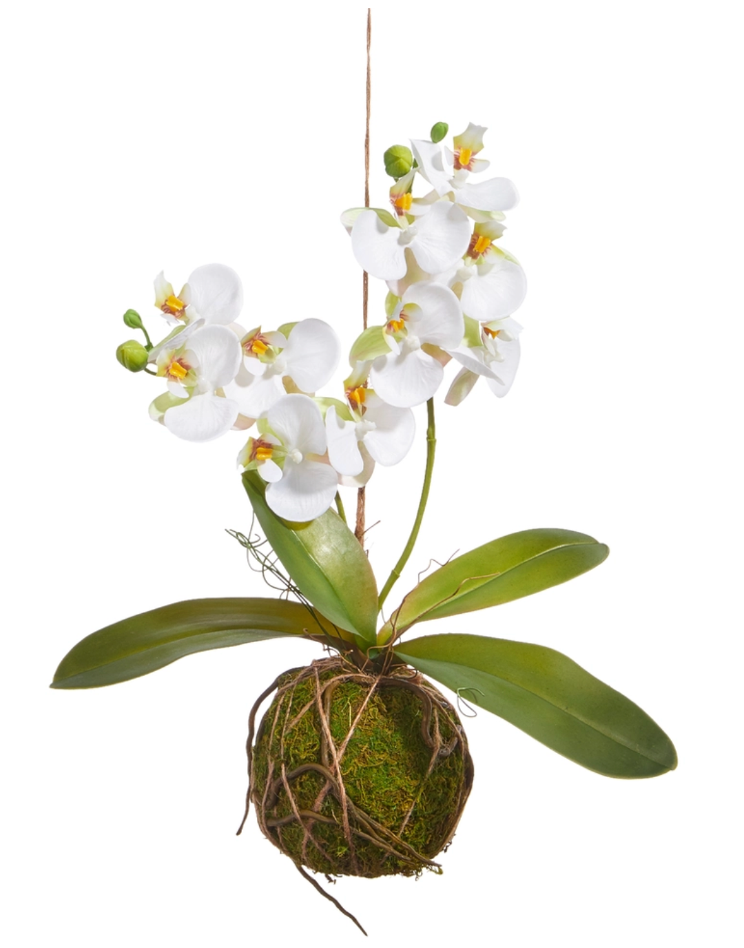 15" Real Touch White Orchid With Moss Ball