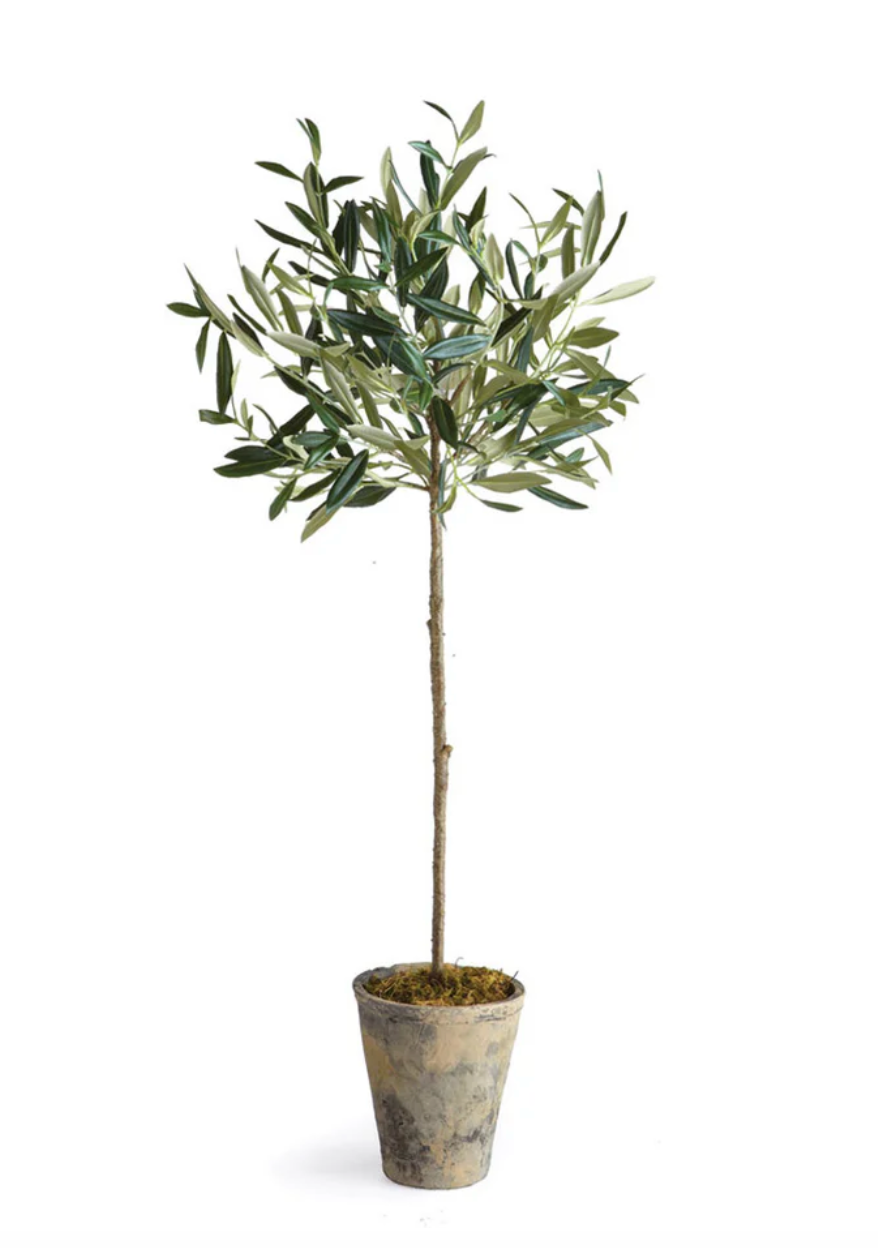 Olive Tree Potted 30"