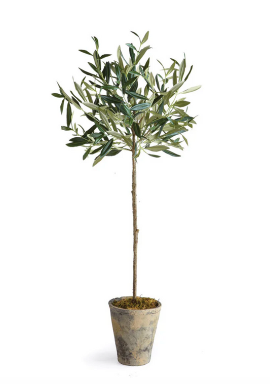 Olive Tree Potted 30"