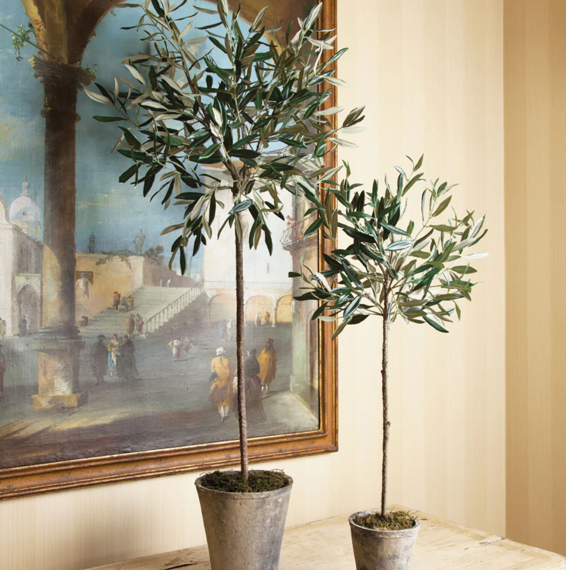 Olive Tree Potted 30"