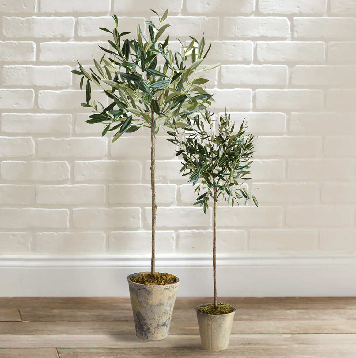 Olive Tree Potted 30"