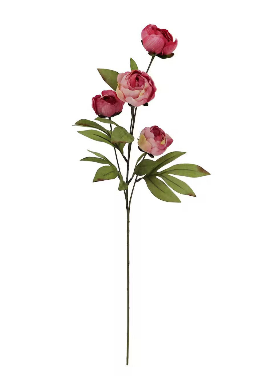 Dried Pink Peony Stem