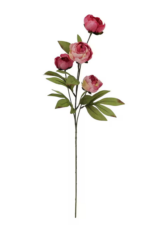 Dried Pink Peony Stem