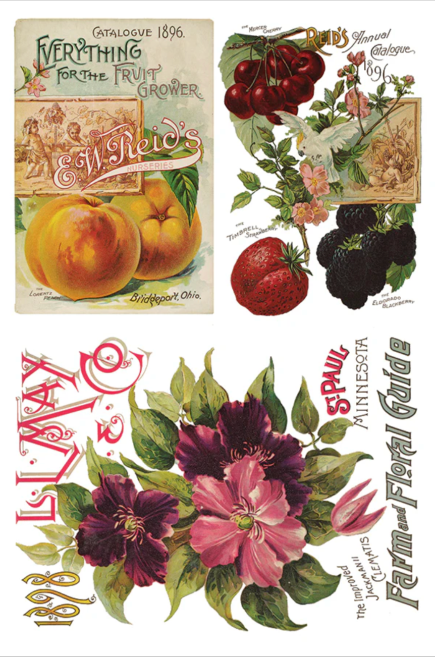 Seed Catalogue IOD Transfer 8x12 Pad by Iron Orchid Designs