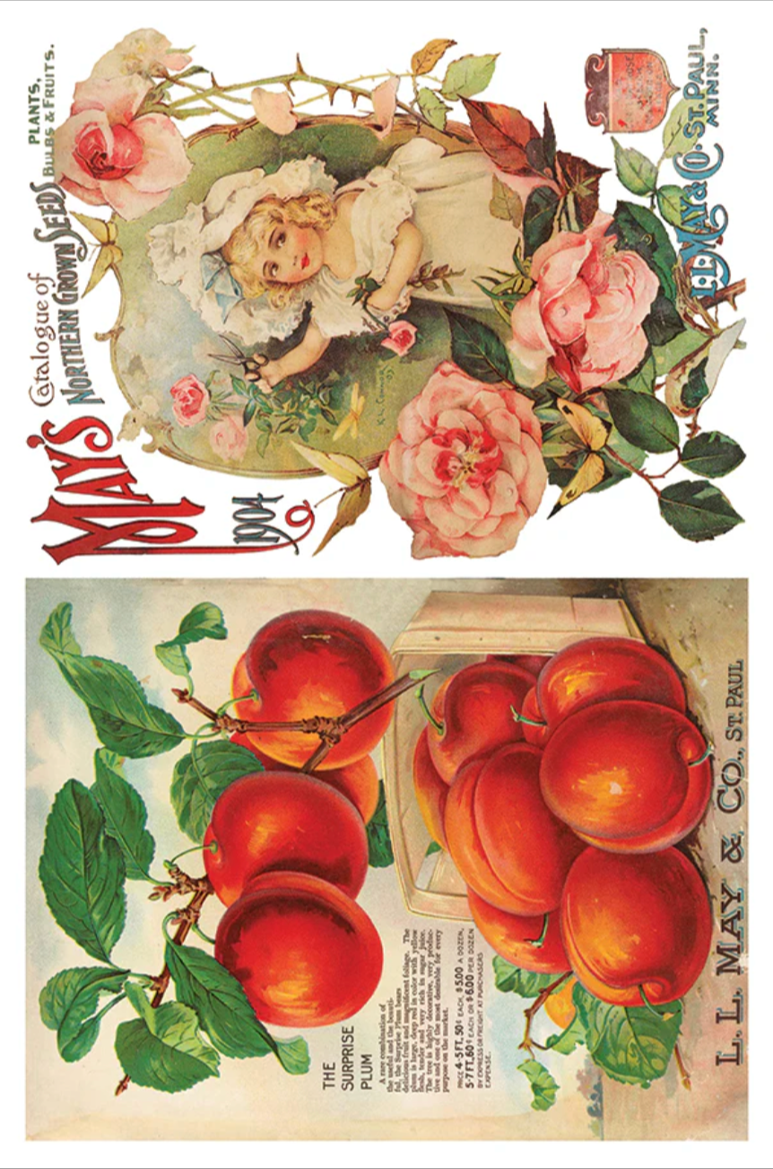 Seed Catalogue IOD Transfer 8x12 Pad by Iron Orchid Designs