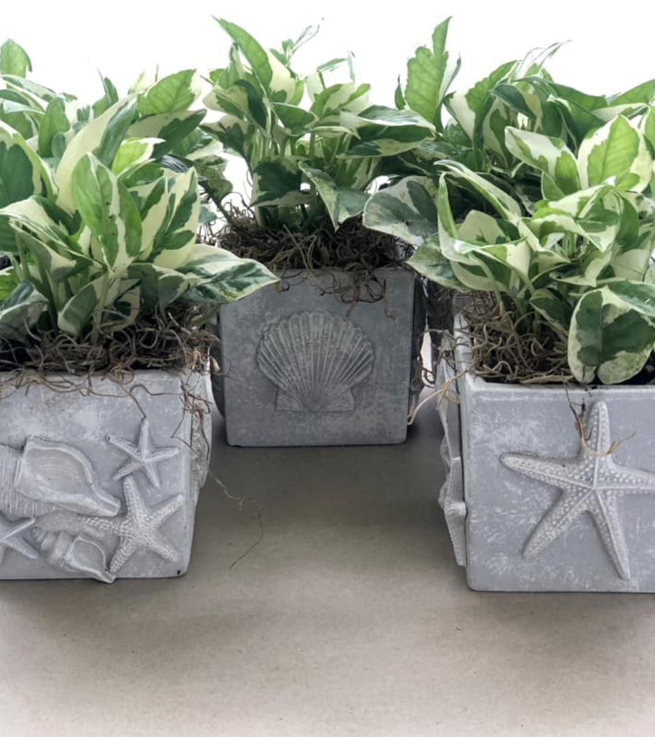 Sea Shells 6x10 IOD Mould by Iron Orchid Designs