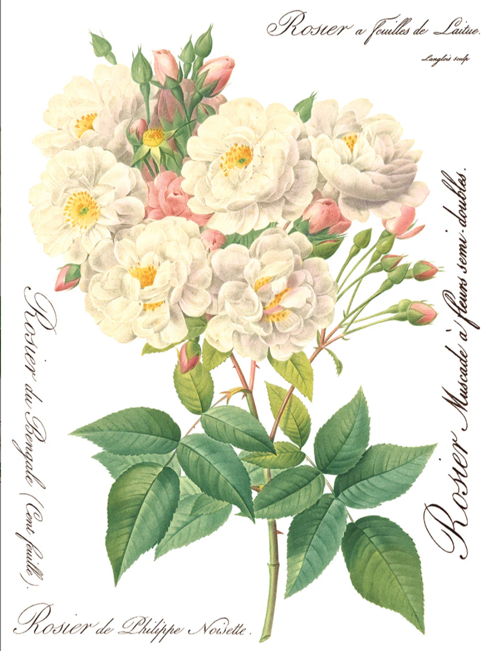 Rose Botanical IOD Transfer 12x16 Pad by Iron Orchid Designs