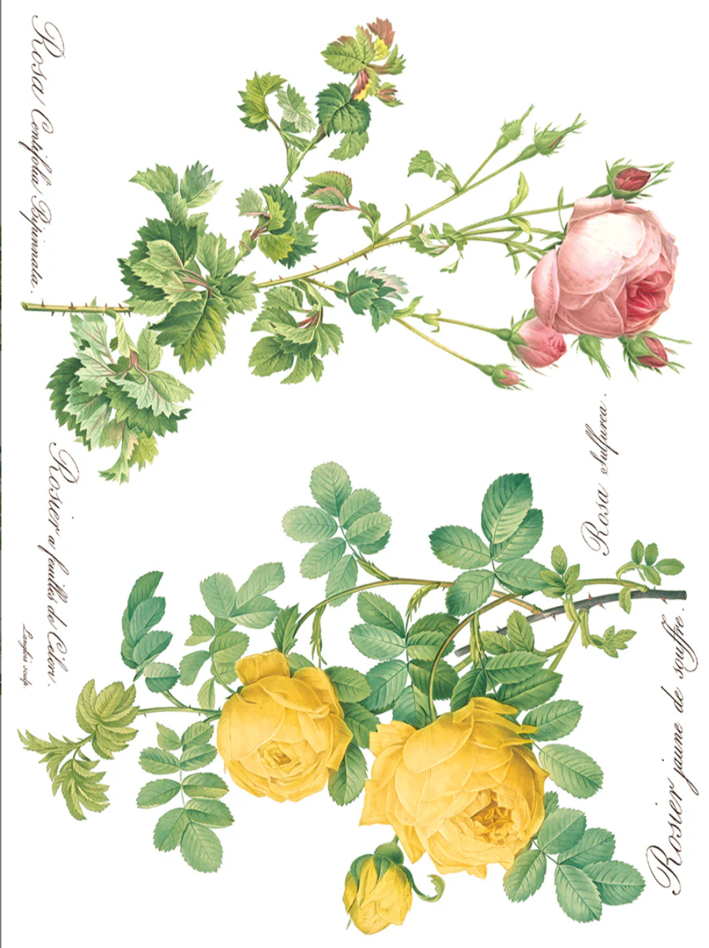 Rose Botanical IOD Transfer 12x16 Pad by Iron Orchid Designs