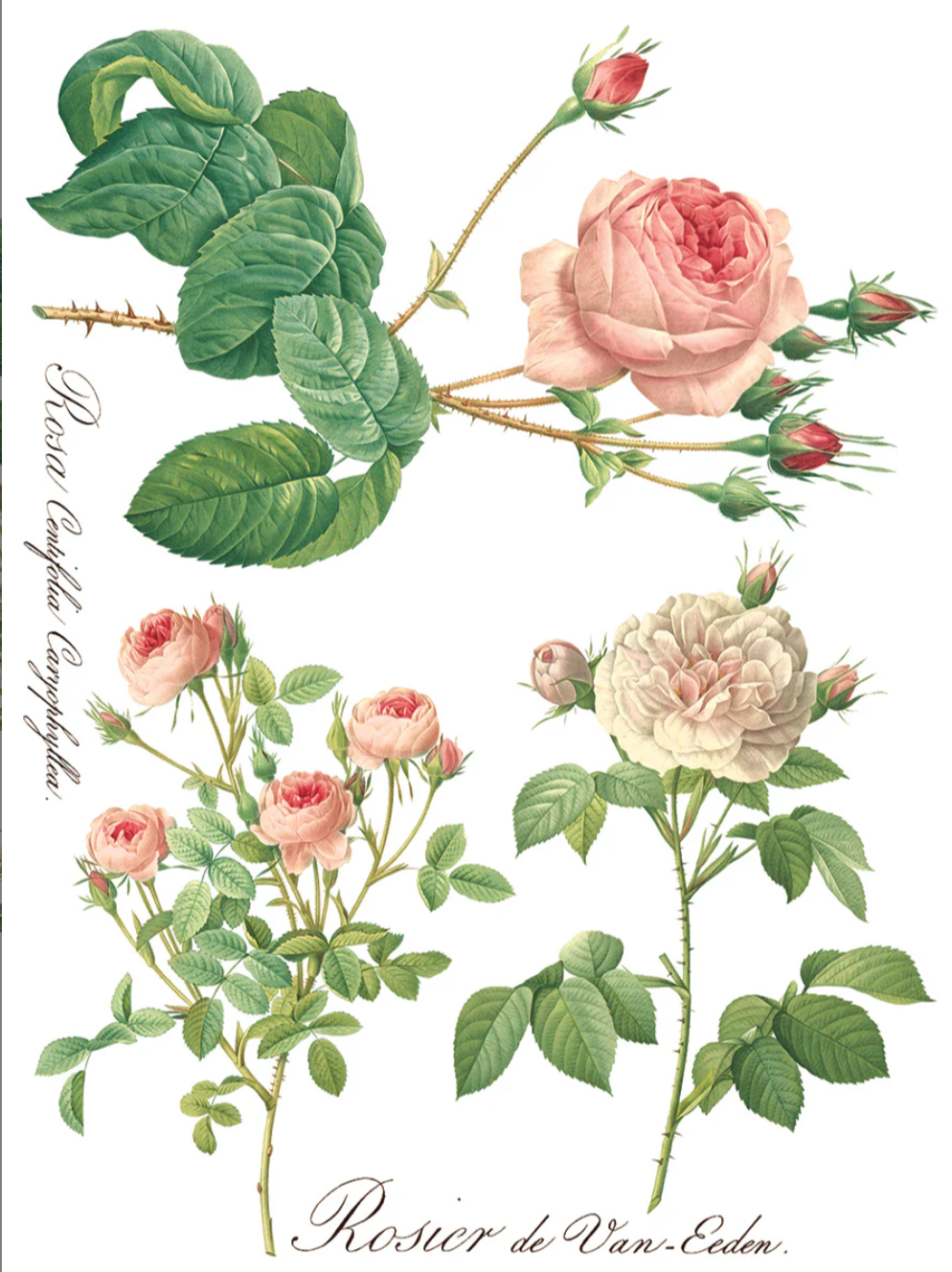 Rose Botanical IOD Transfer 12x16 Pad by Iron Orchid Designs