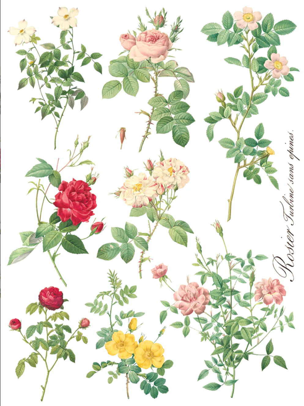 Rose Botanical IOD Transfer 12x16 Pad by Iron Orchid Designs