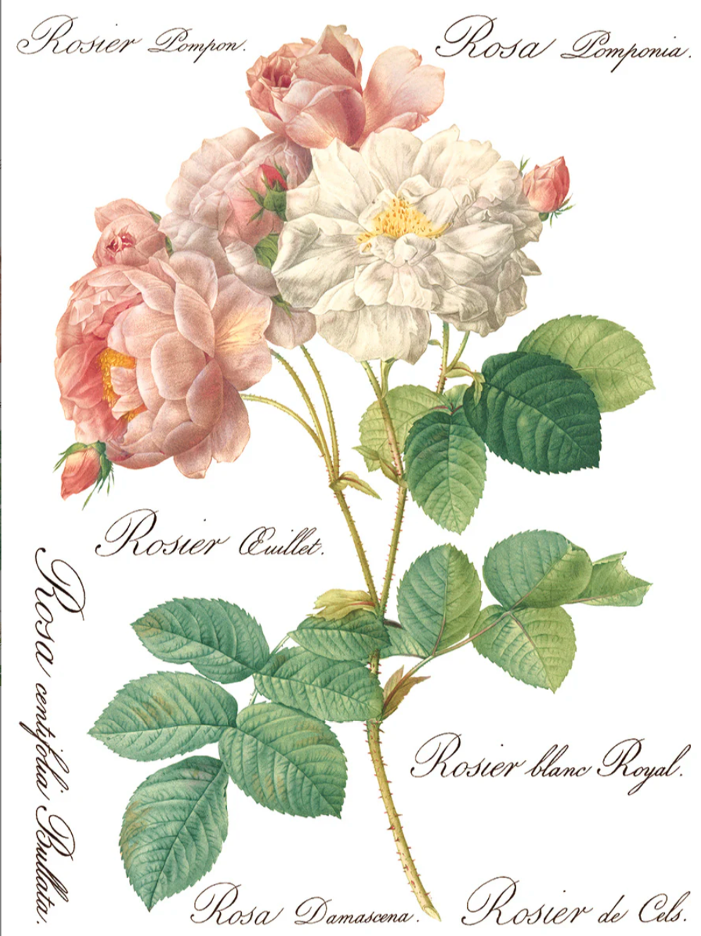 Rose Botanical IOD Transfer 12x16 Pad by Iron Orchid Designs