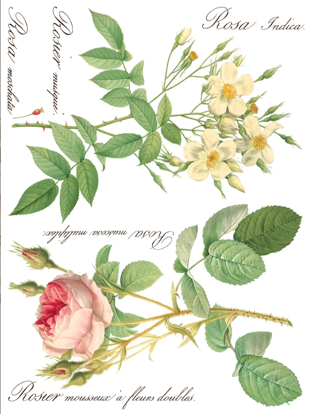 Rose Botanical IOD Transfer 12x16 Pad by Iron Orchid Designs
