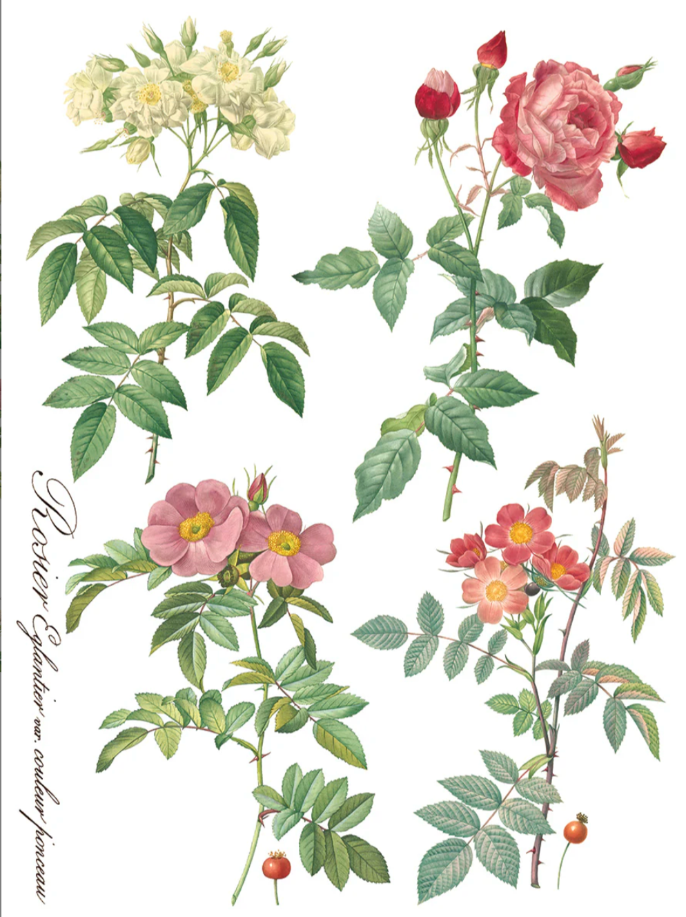 Rose Botanical IOD Transfer 12x16 Pad by Iron Orchid Designs