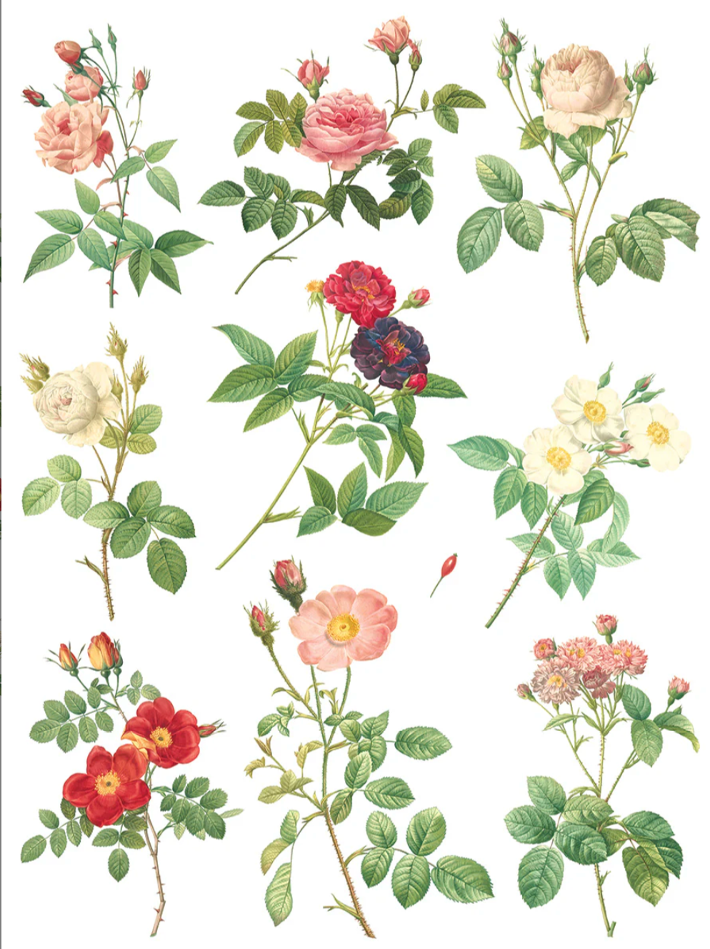 Rose Botanical IOD Transfer 12x16 Pad by Iron Orchid Designs
