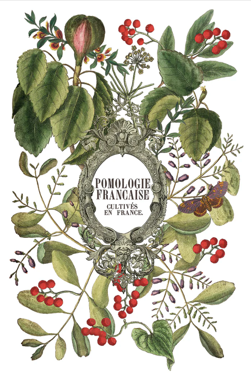 Clementine IOD Transfer 8x12 Pad by Iron Orchid Designs