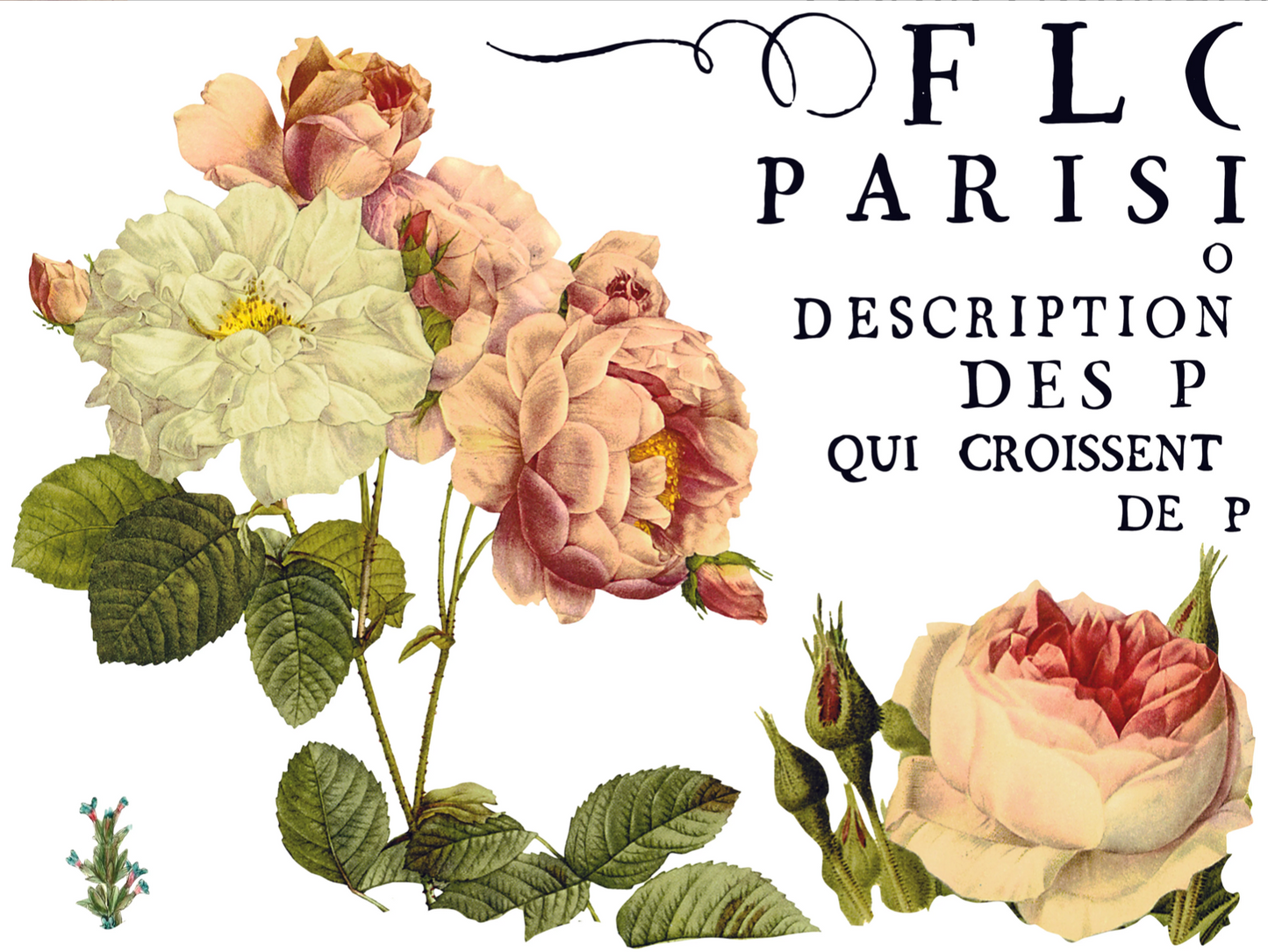 Flora Parisiensis IOD Transfer 12x16 Pad by Iron Orchid Designs