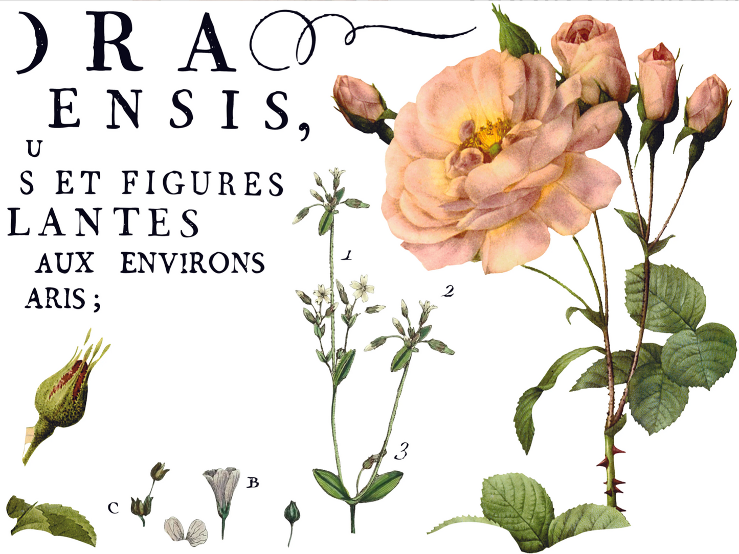 Flora Parisiensis IOD Transfer 12x16 Pad by Iron Orchid Designs