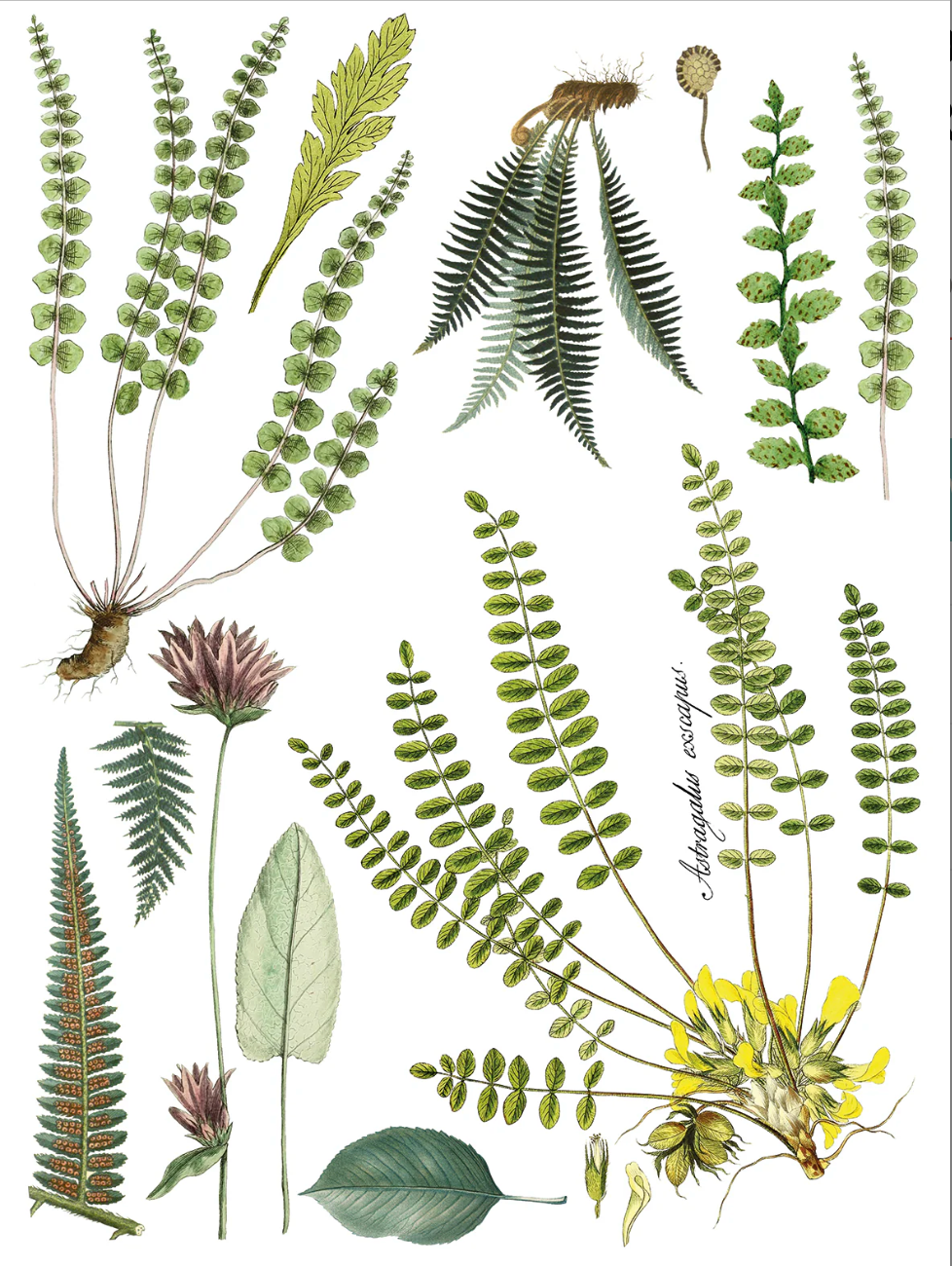 Fronds Botanical IOD Transfer 12x16 Pad by Iron Orchid Designs