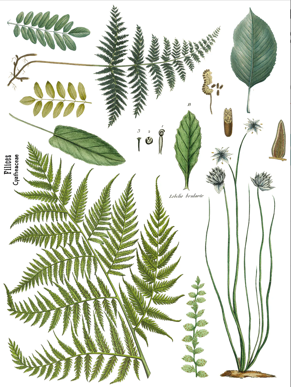 Fronds Botanical IOD Transfer 12x16 Pad by Iron Orchid Designs