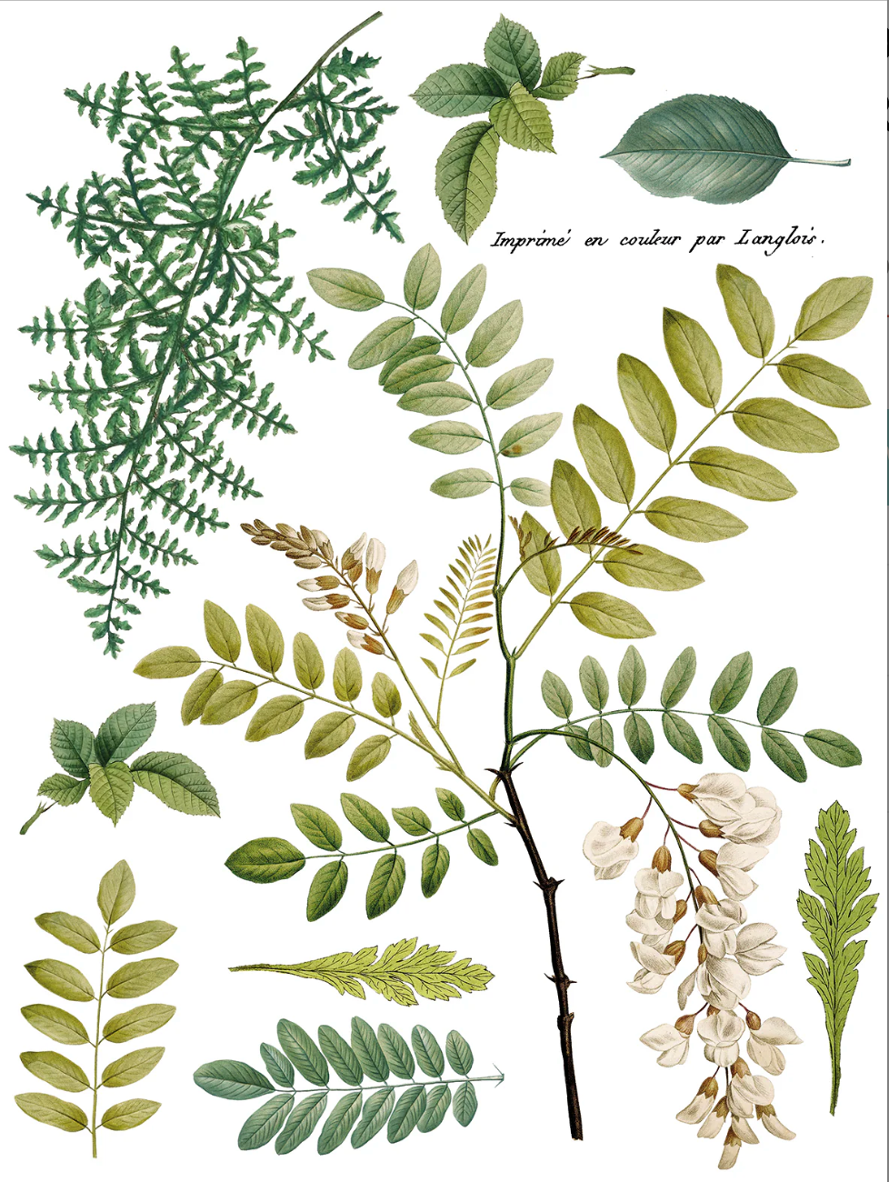 Fronds Botanical IOD Transfer 12x16 Pad by Iron Orchid Designs