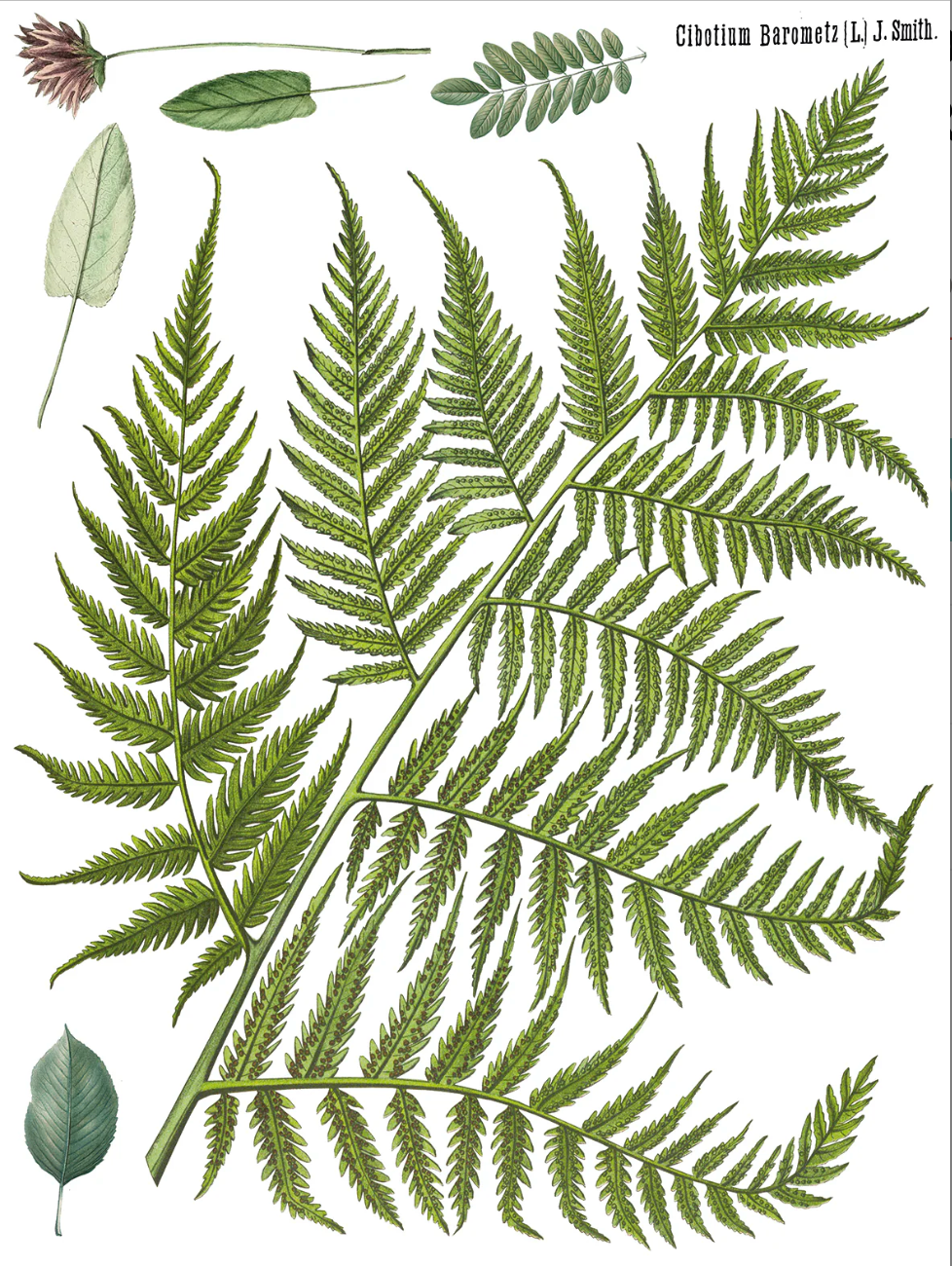 Fronds Botanical IOD Transfer 12x16 Pad by Iron Orchid Designs