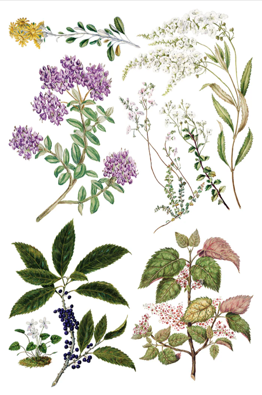 Sarah Featon's Botanicals IOD Transfer 8x12 Pad by Iron Orchid Designs