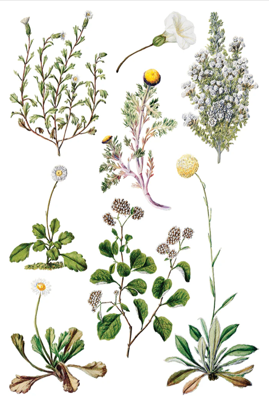 Sarah Featon's Botanicals IOD Transfer 8x12 Pad by Iron Orchid Designs