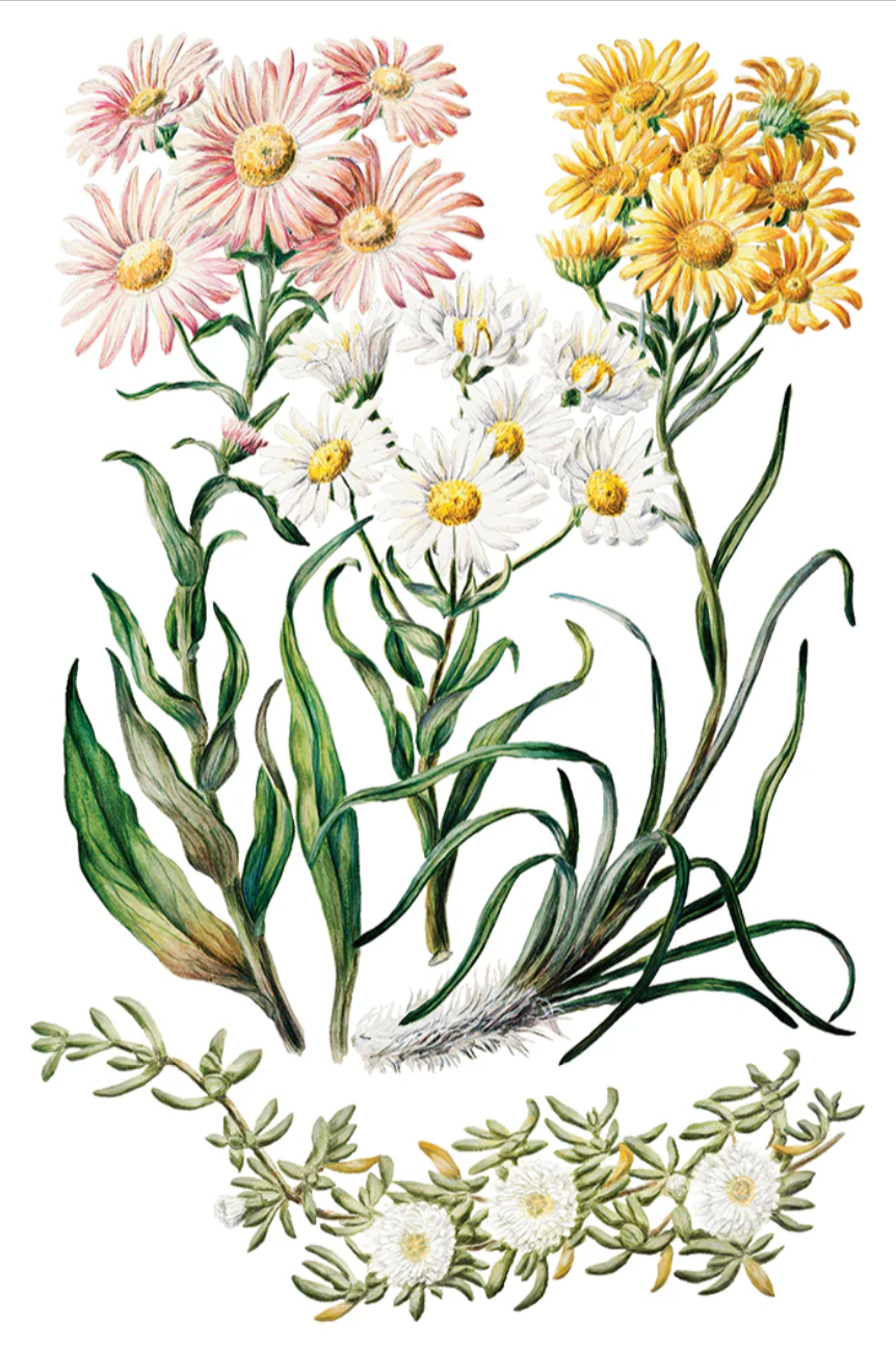 Sarah Featon's Botanicals IOD Transfer 8x12 Pad by Iron Orchid Designs