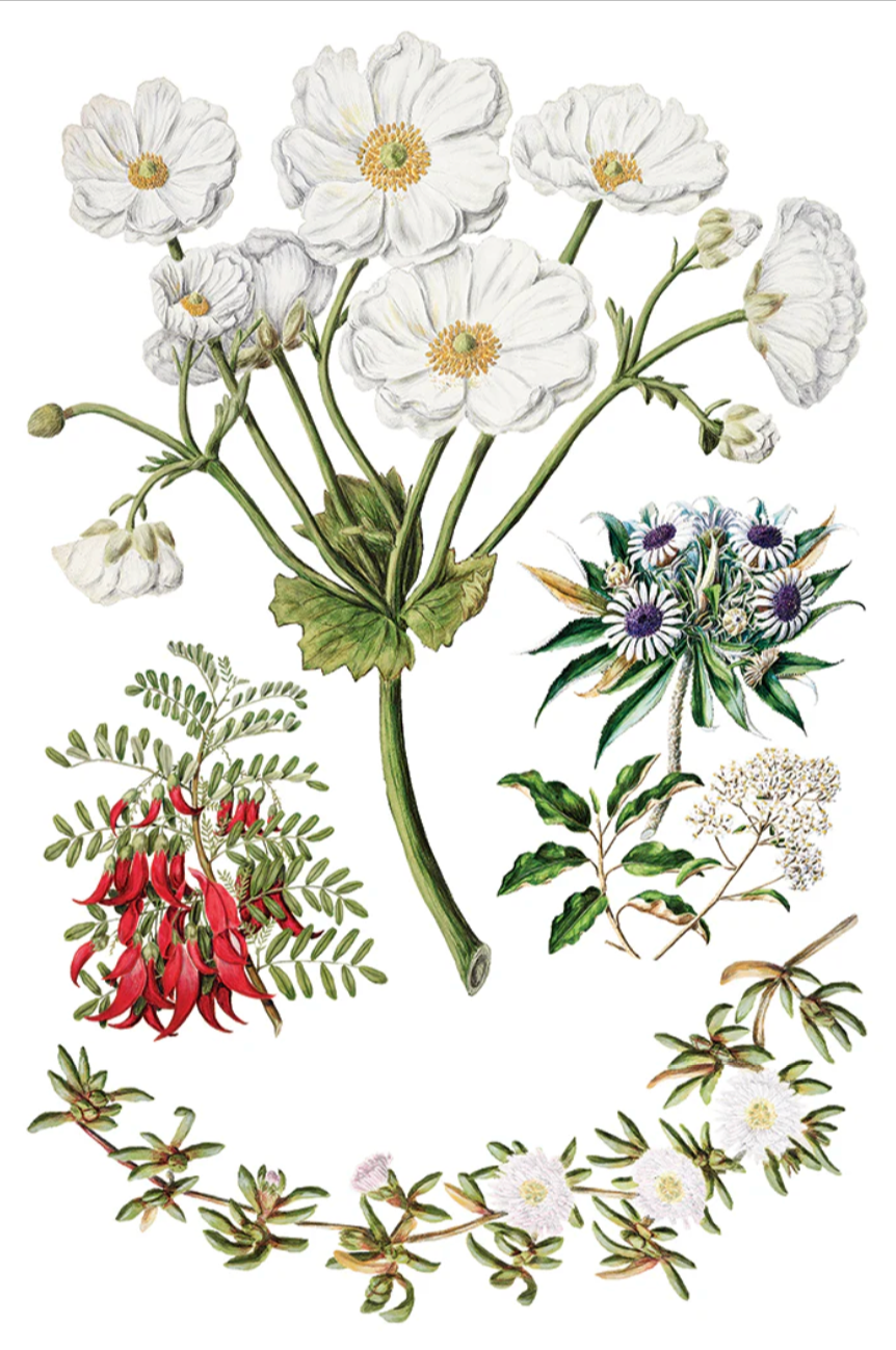 Sarah Featon's Botanicals IOD Transfer 8x12 Pad by Iron Orchid Designs