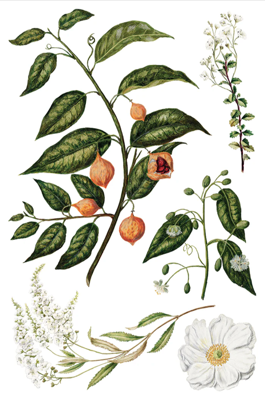 Sarah Featon's Botanicals IOD Transfer 8x12 Pad by Iron Orchid Designs