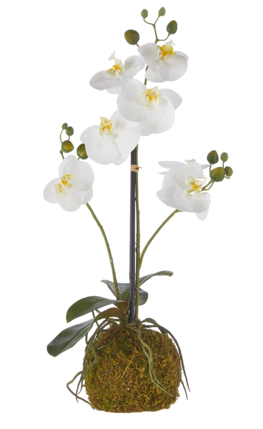 23.75" Real Touch White Orchid with Moss Ball