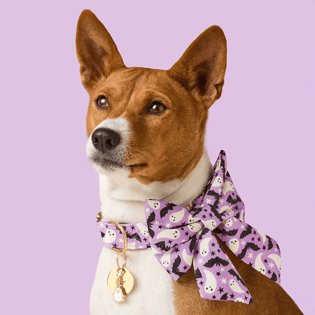 Spooky Season Glow-in-the-Dark Lady Dog Bow by The Foggy Dog