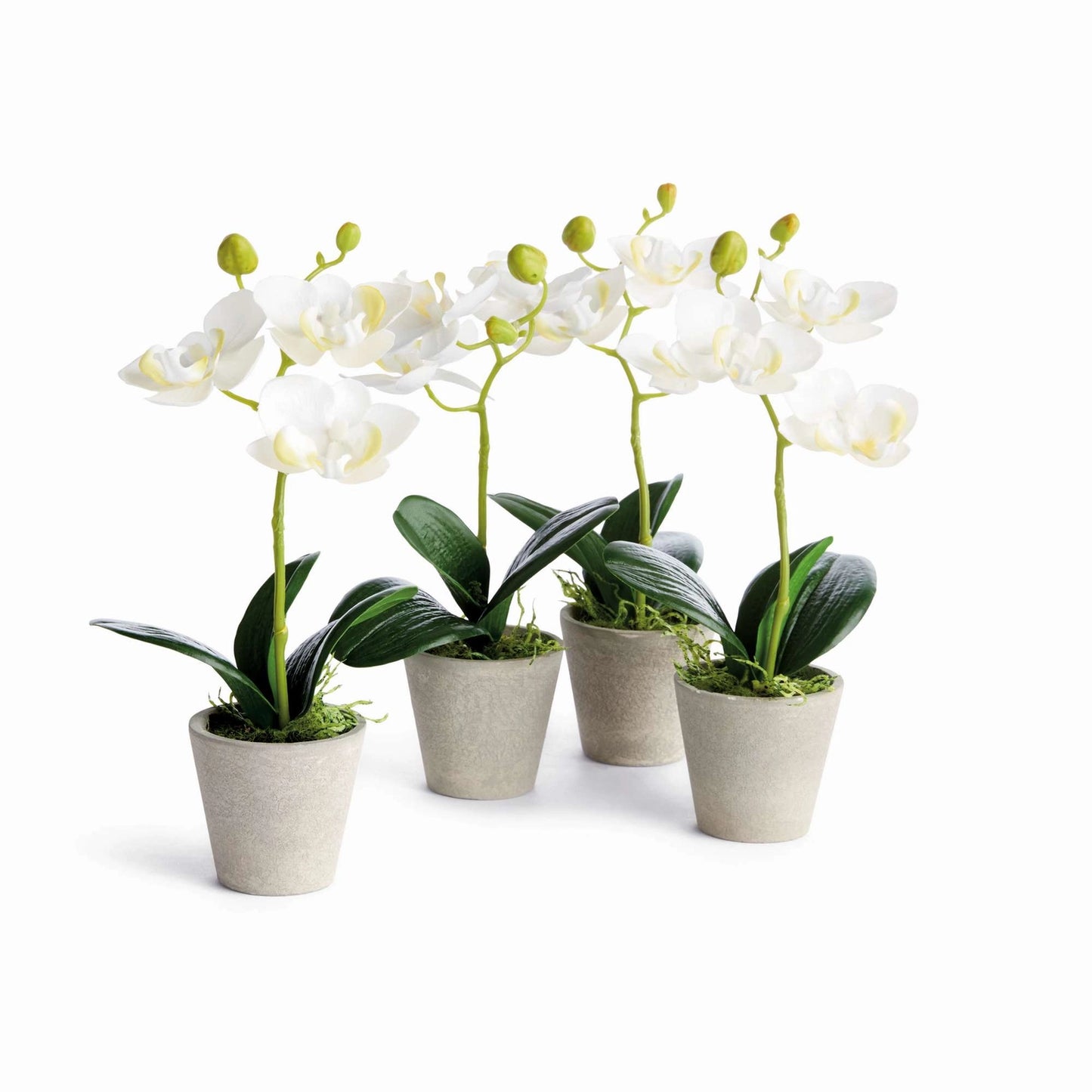 Mini Phalaenopsis Orchids Potted 9"
