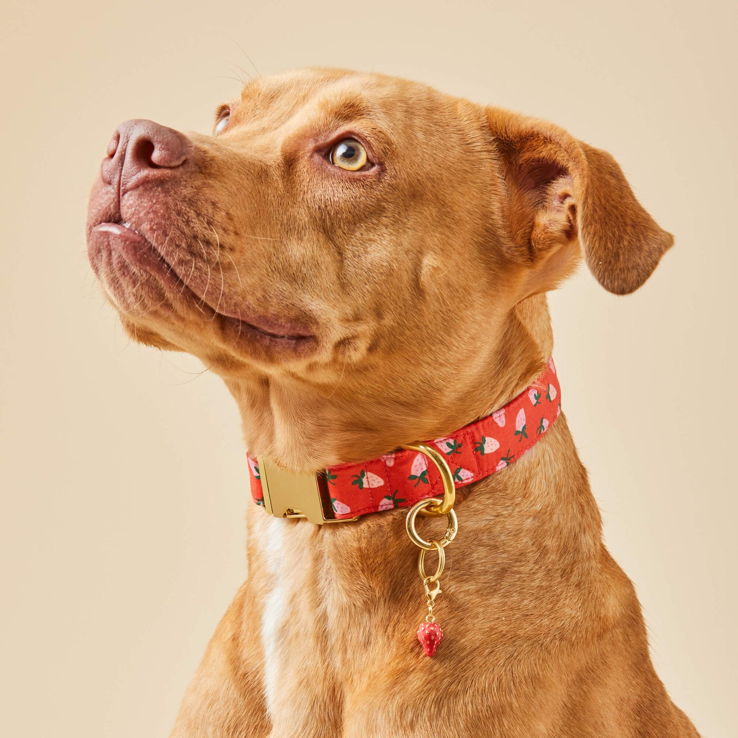 Berry Sweet Dog Collar by The Foggy Dog