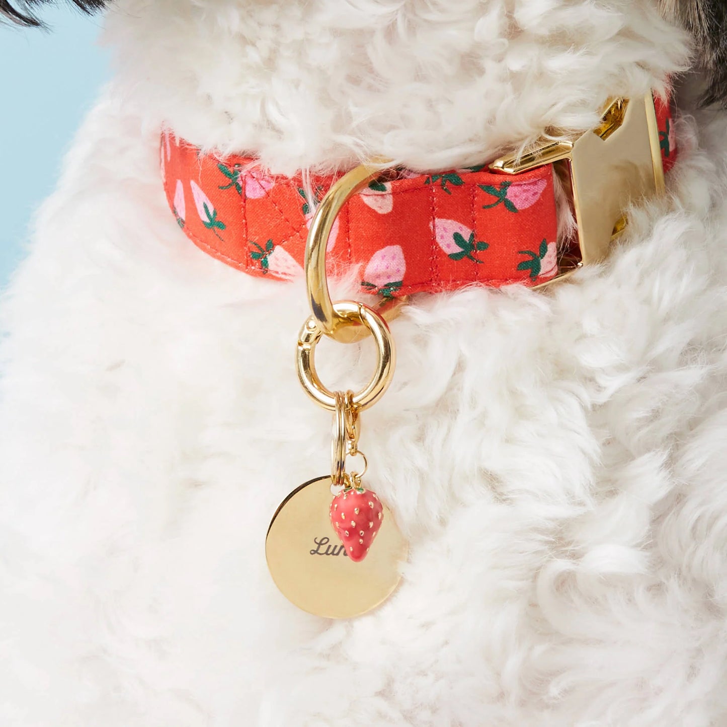 Berry Sweet Dog Collar by The Foggy Dog