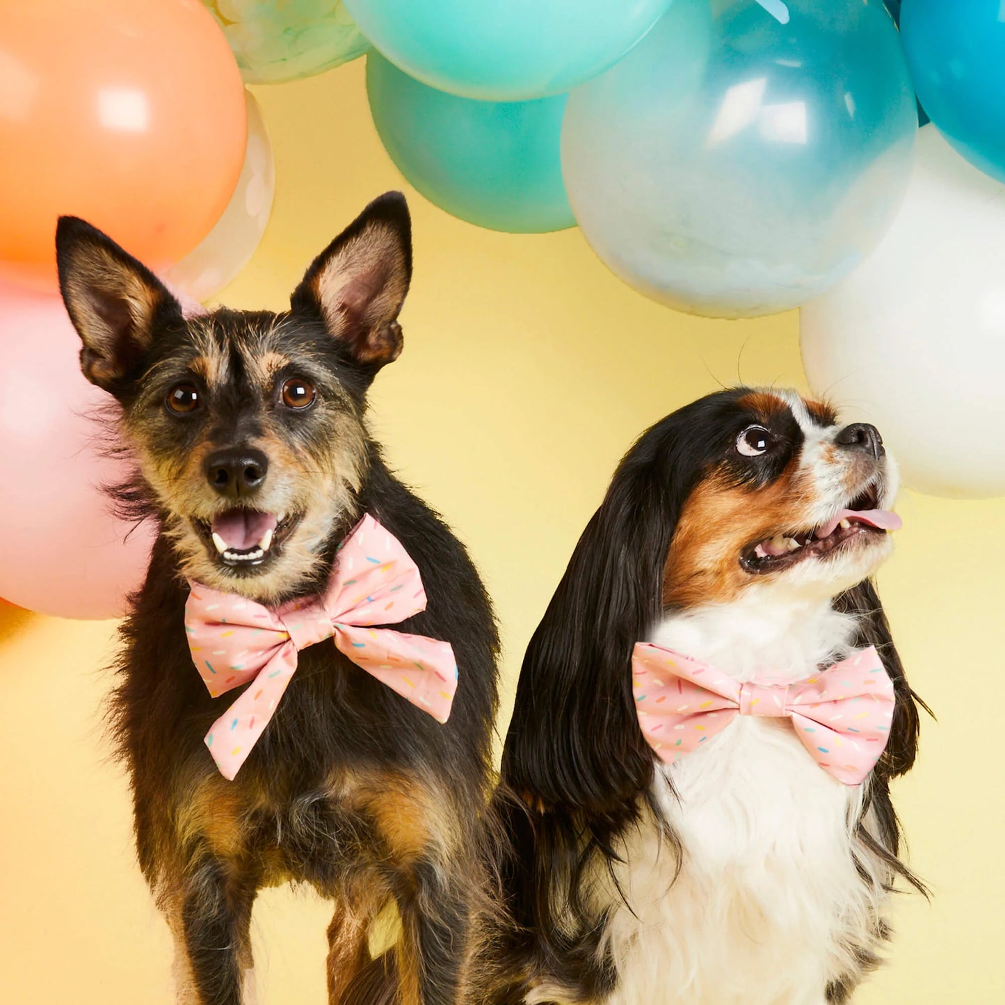 Sprinkles Lady Dog Bow by The Foggy Dog