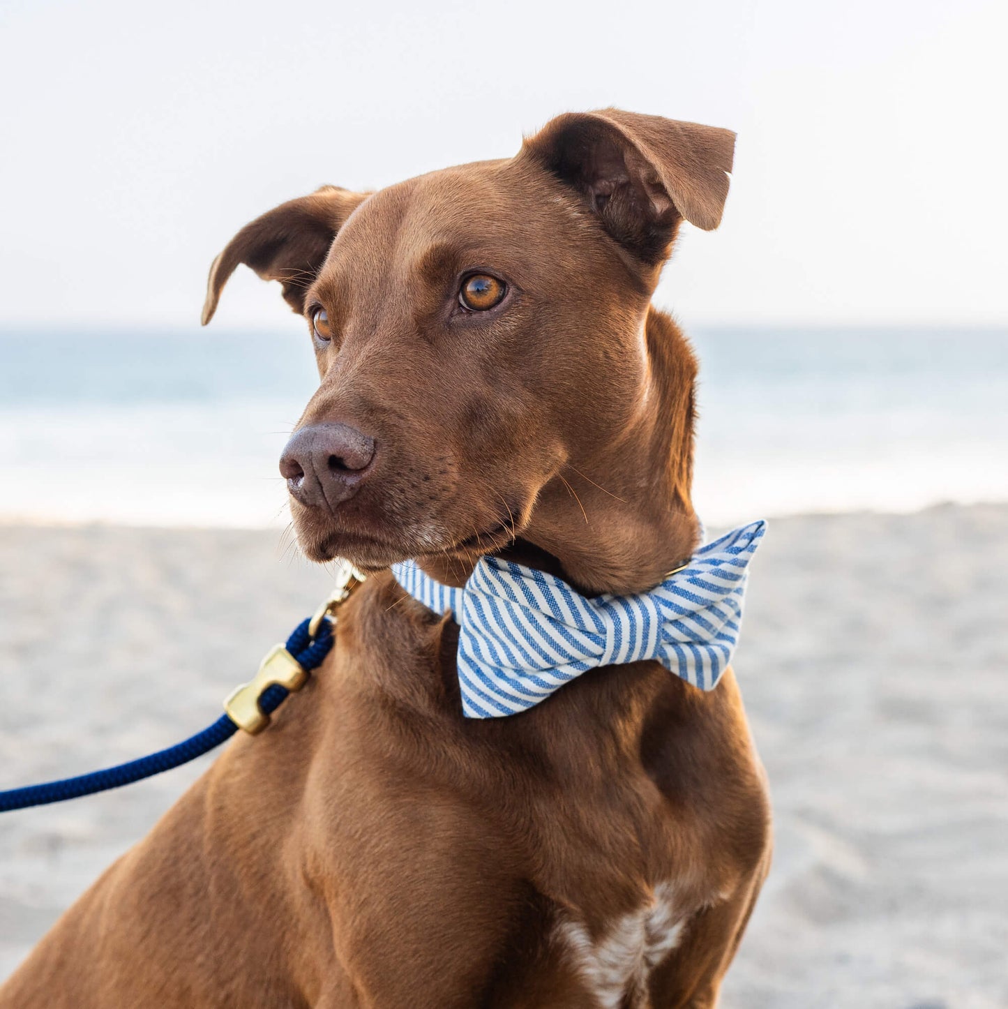 Lake Blue Stripe Dog Bow Tie by The Foggy Dog