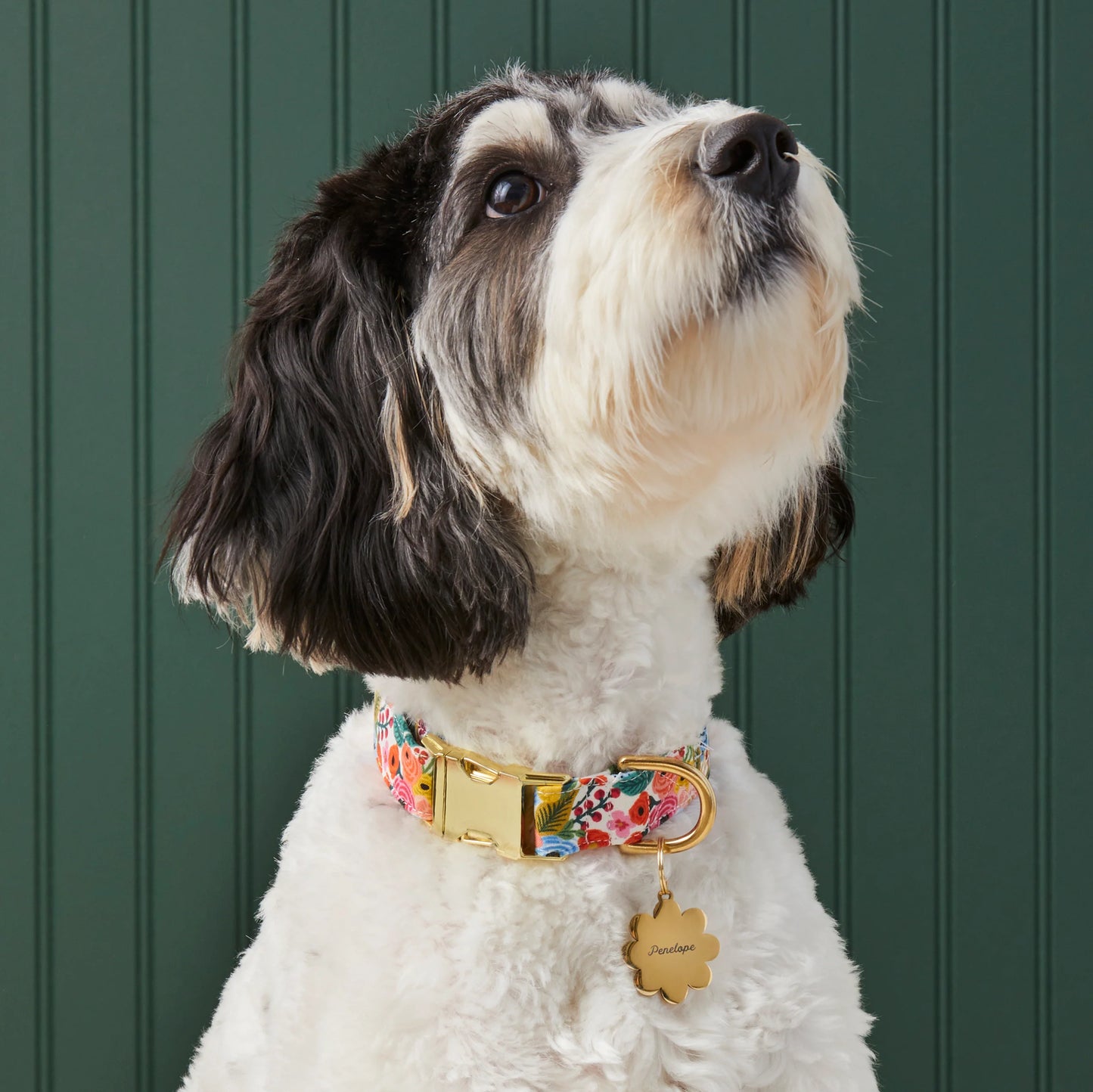 Garden Party Dog Collar by The Foggy Dog
