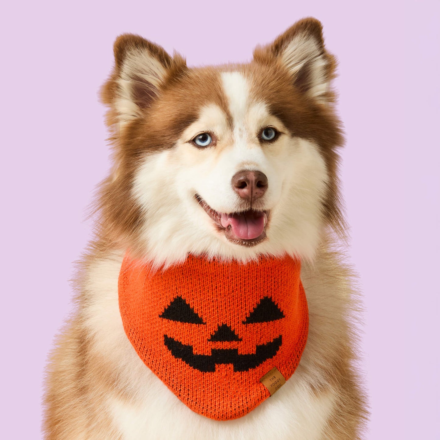Jack-o’-Lantern Knit Dog Bandana by The Foggy Dog