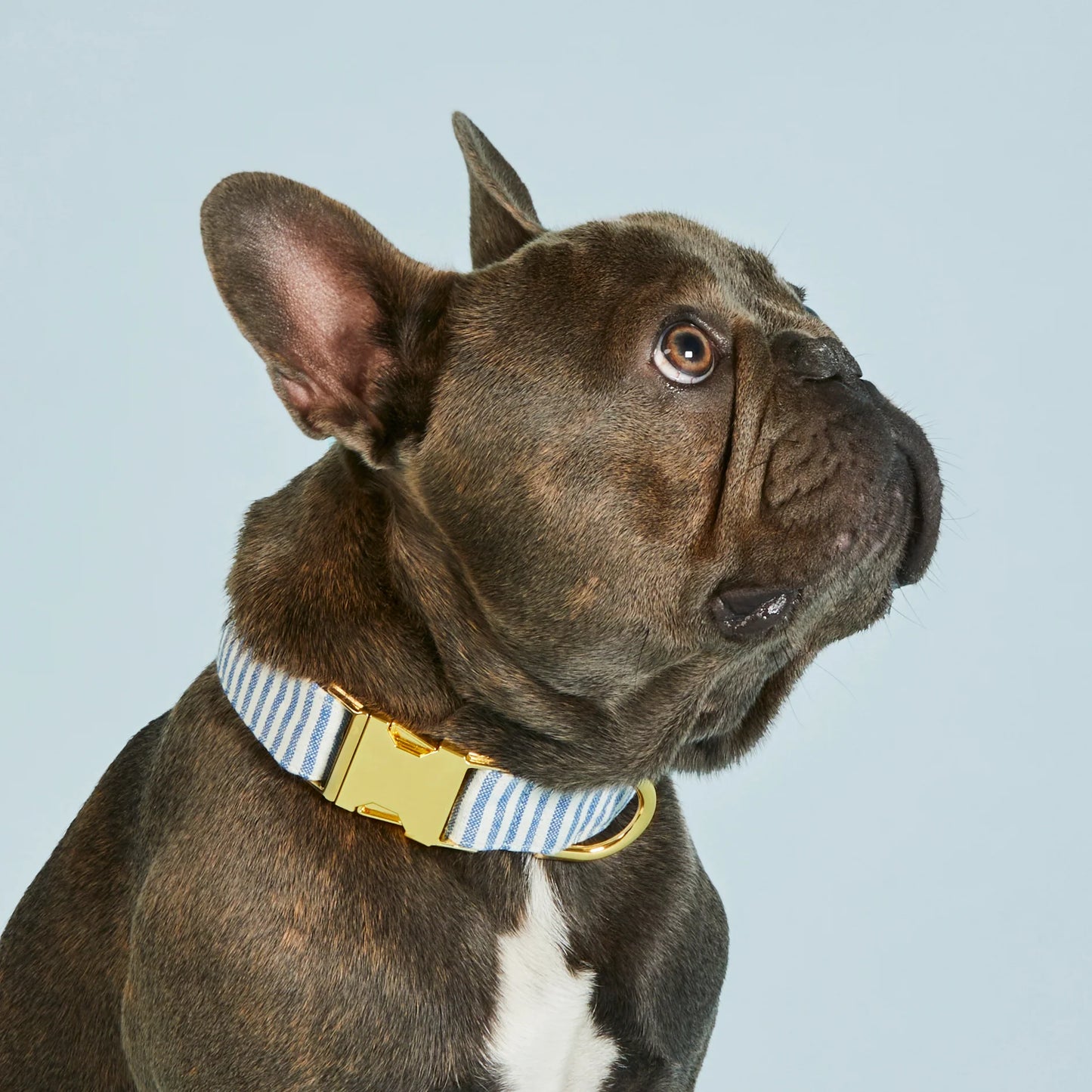 Lake Blue Stripe Dog Collar by The Foggy Dog