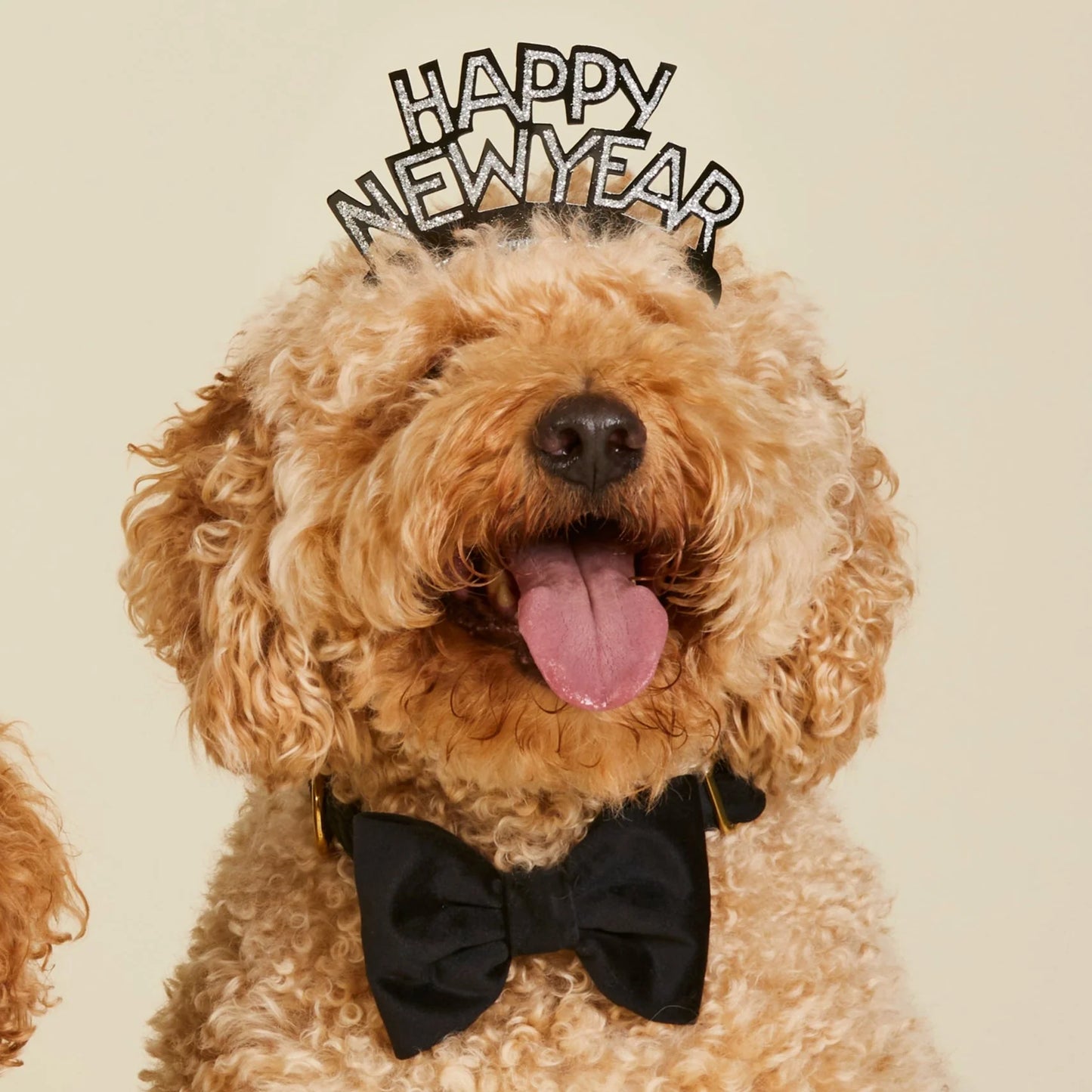Black Velvet Dog Bow Tie by The Foggy Dog