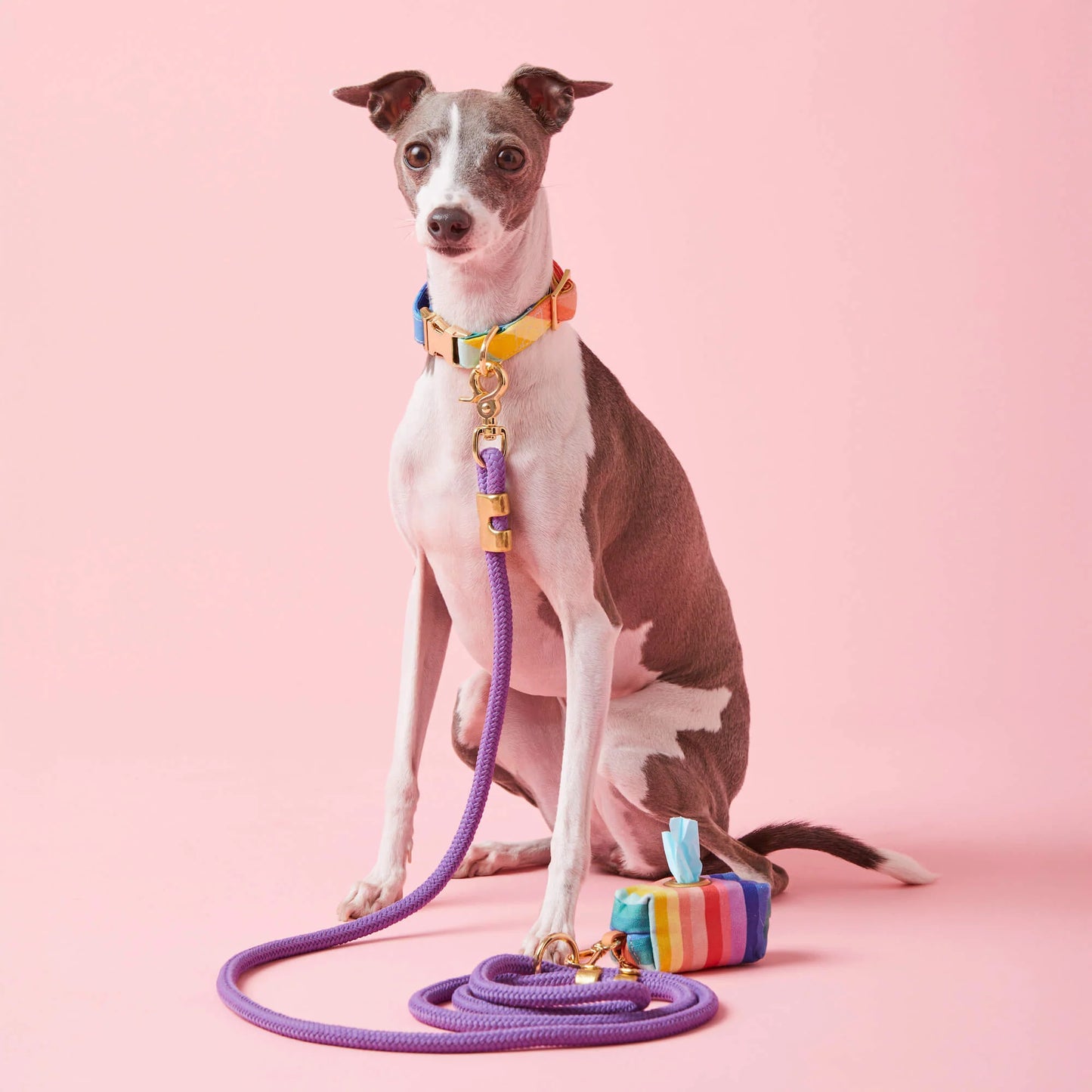 Violet Marine Rope Dog Leash by The Foggy Dog