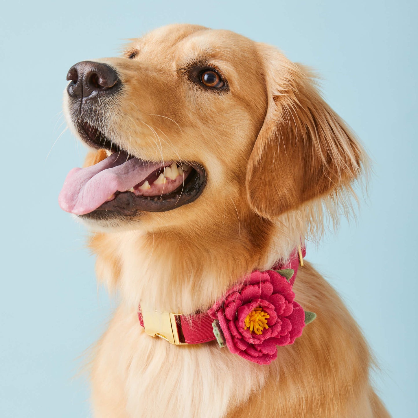 Hot Pink Peony Dog Collar Flower by The Foggy Dog
