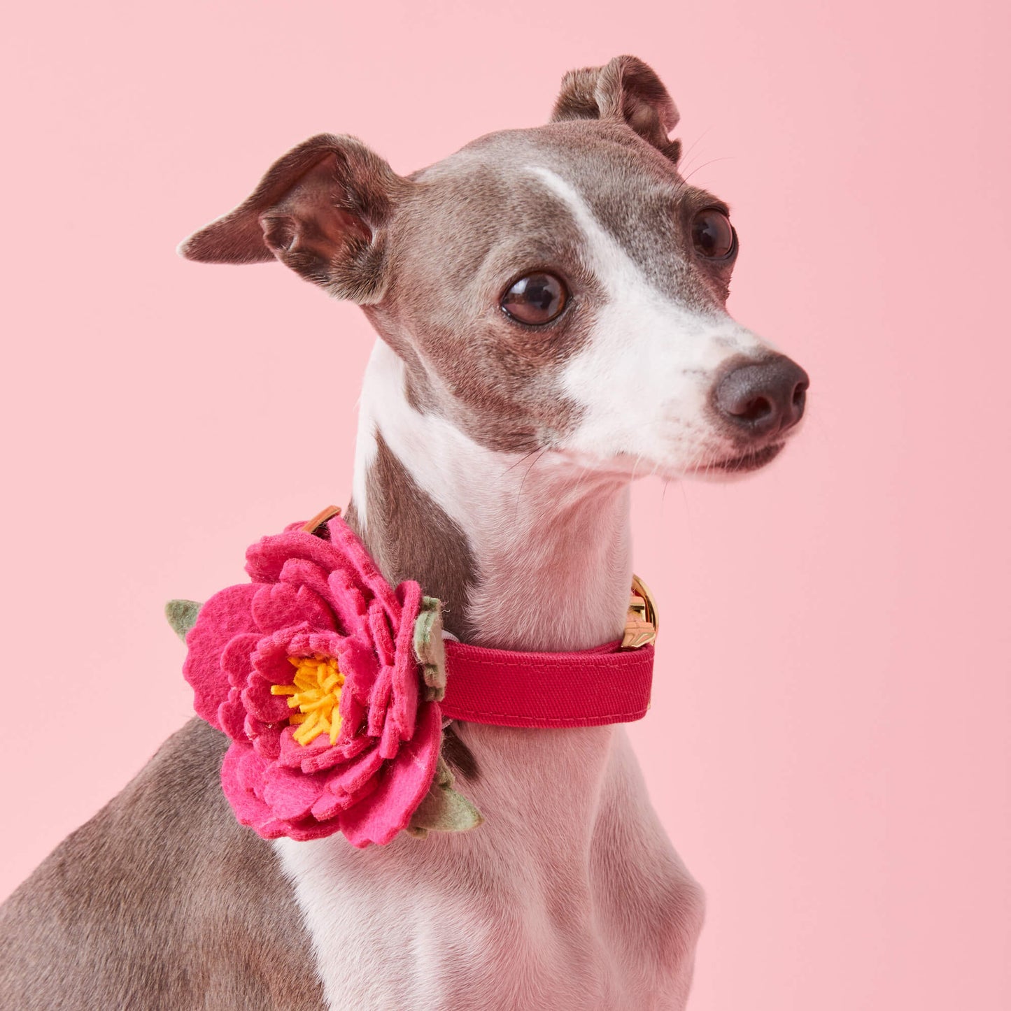 Hot Pink Peony Dog Collar Flower by The Foggy Dog