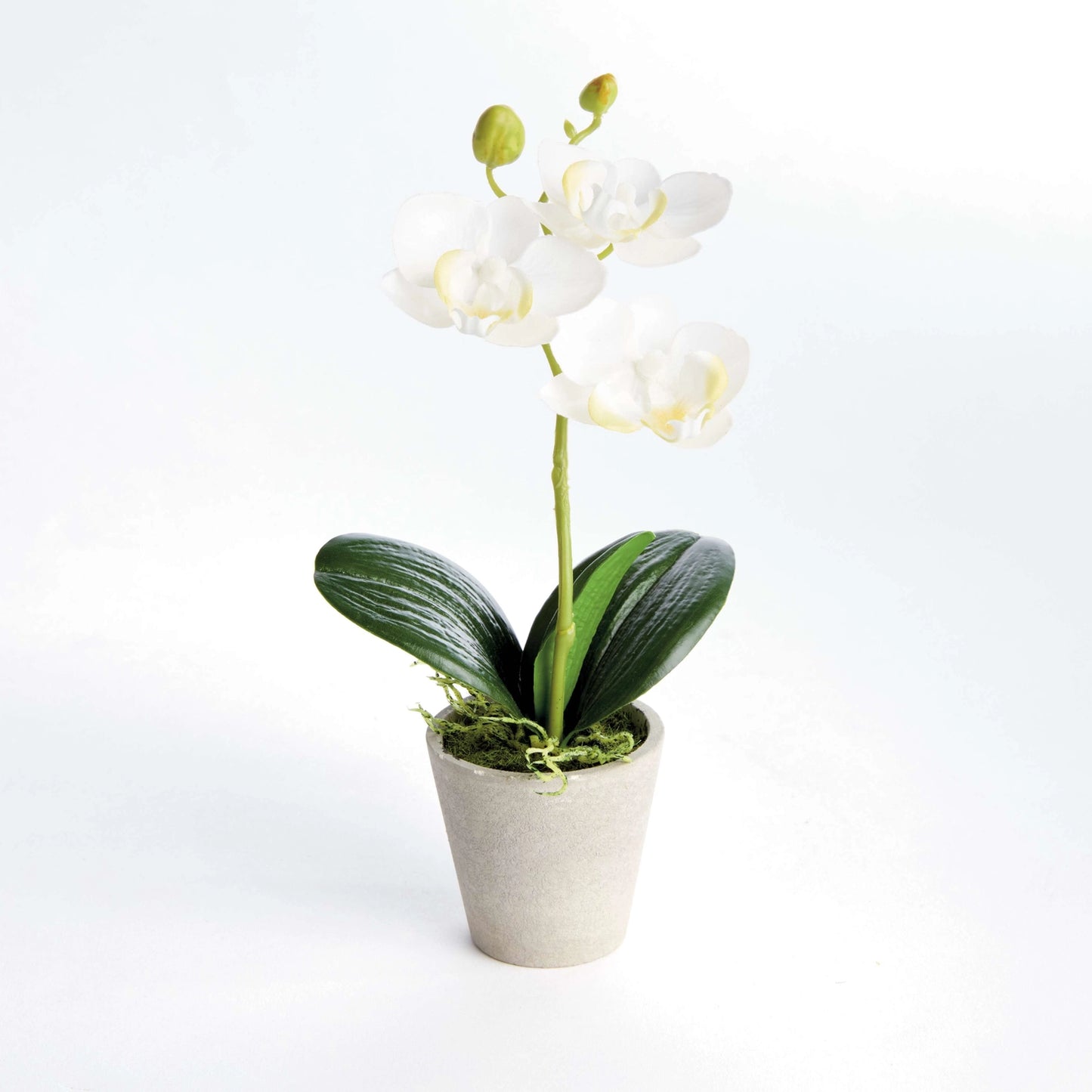 Mini Phalaenopsis Orchids Potted 9"