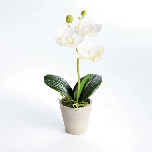 Mini Phalaenopsis Orchids Potted 9"