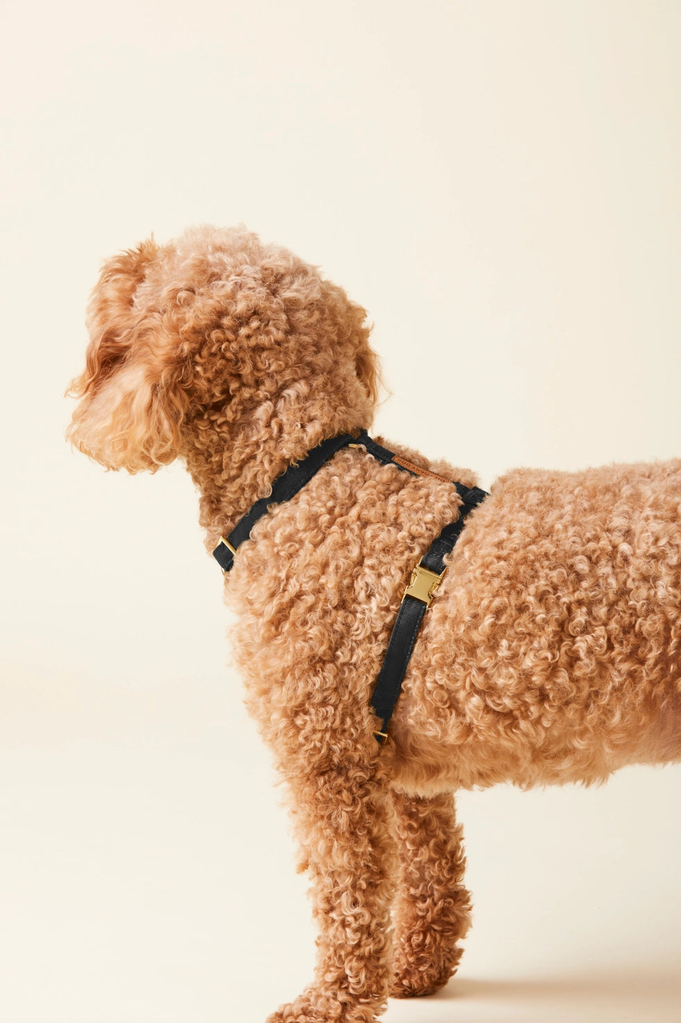 Onyx Dog Harness by The Foggy Dog