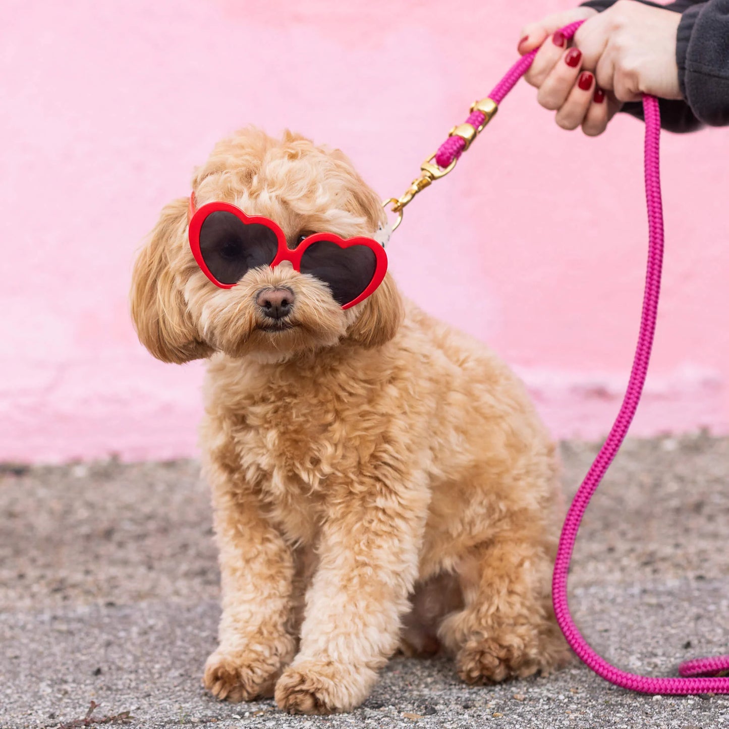 Hot Pink Marine Rope Dog Leash by The Foggy Dog
