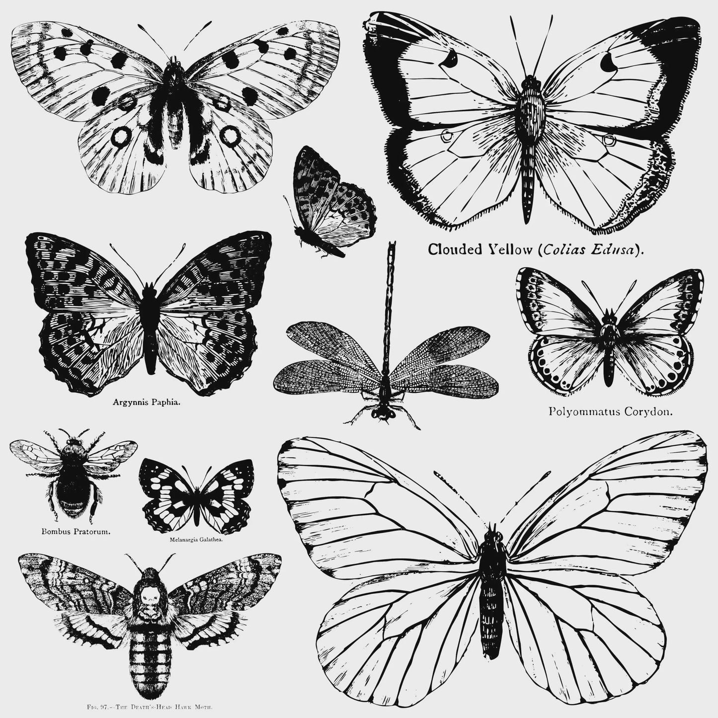 Butterflies 12x12 IOD Decor Stamp by Iron Orchid Designs